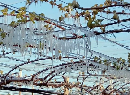 I danni provocati dal gelo