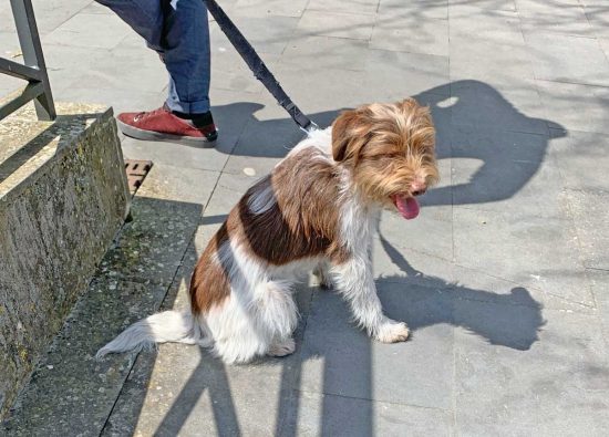 Viterbo - Rocky, il cane che si è smarrito in strada Mammagialla