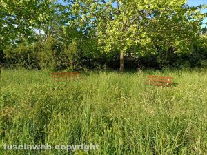 Viterbo - Erba alta al Pilastro