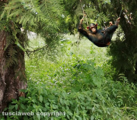 Viterbo - Erbacce in via Cattaneo