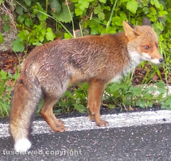 Una volpe a Poggio Nibbio