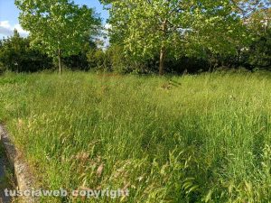 Viterbo - Erba alta al Pilastro