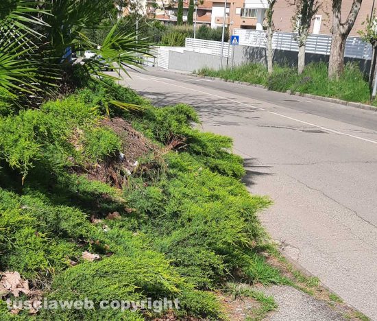 Viterbo - Erbacce in via Monti Cimini