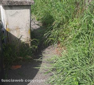 Viterbo - Erbacce in via Monti Cimini