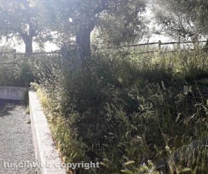 Viterbo - Erba alta a Ponte dell'Elce