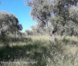 Viterbo - Erba alta a Ponte dell'Elce