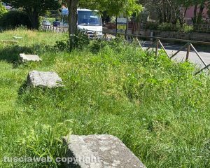 Viterbo - Giungla ai giardini del Carmine