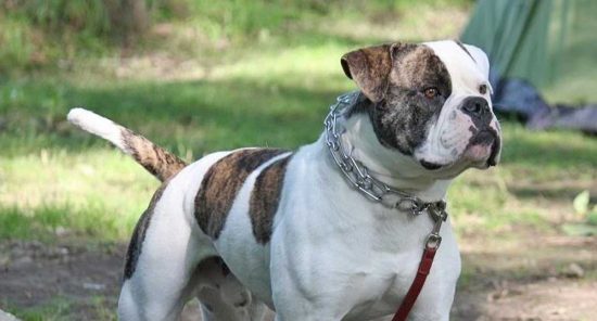 Bulldog americano - Foto di archivio