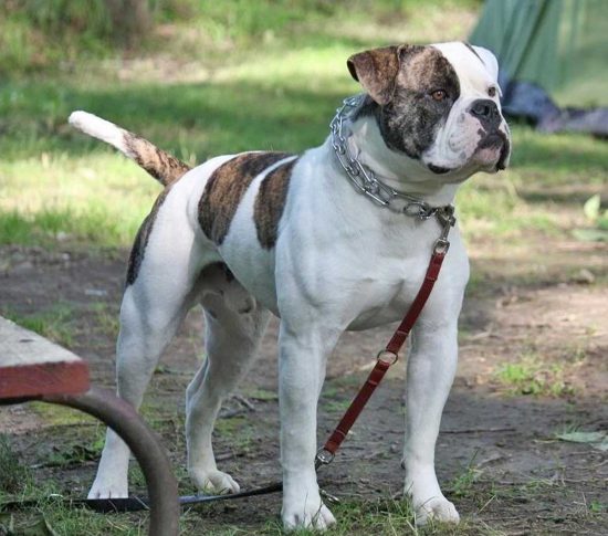 Bulldog americano - Foto di archivio