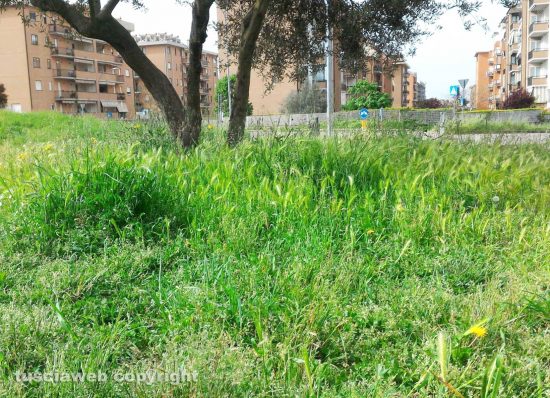 Viterbo - Erba alt al parco della Solidarietà di Santa Barbara