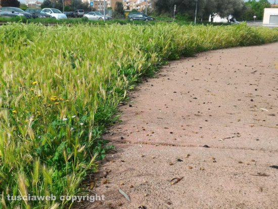 Viterbo - Erba alt al parco della Solidarietà di Santa Barbara