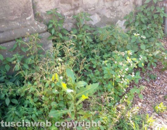 Viterbo - Erba alta al giardino di porta della Verità