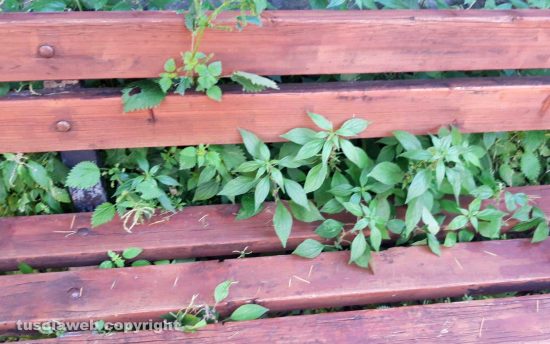 Viterbo - Erba alta al giardino di porta della Verità