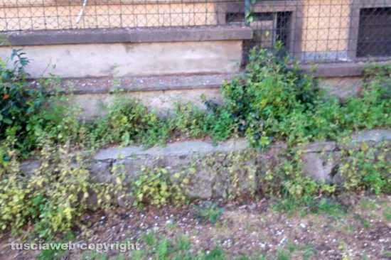 Viterbo - Erba alta al giardino di porta della Verità
