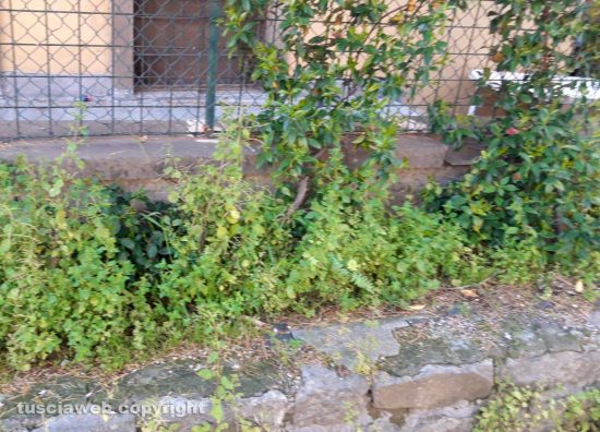 Viterbo - Erba alta al giardino di porta della Verità
