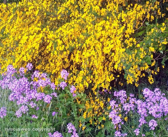 Viterbo - Ginestra in fiore