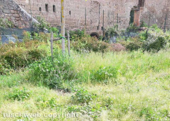 Viterbo - Erba alta al giardino di Valle Faul