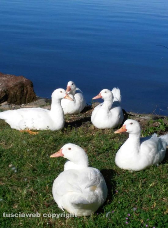 Bolsena - Il lago e le papere 