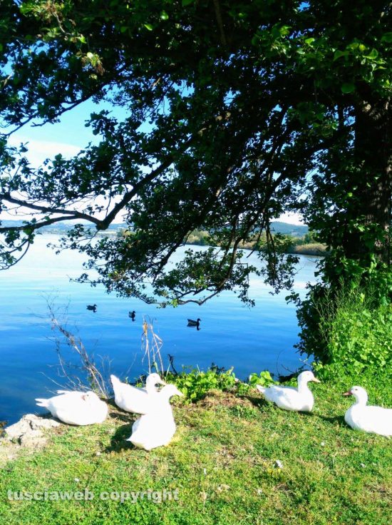 Bolsena - Il lago e le papere 