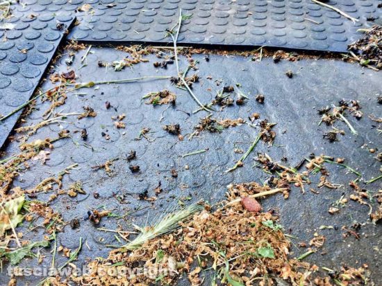 Viterbo - Api avvelenate da pesticidi sui Cimini 