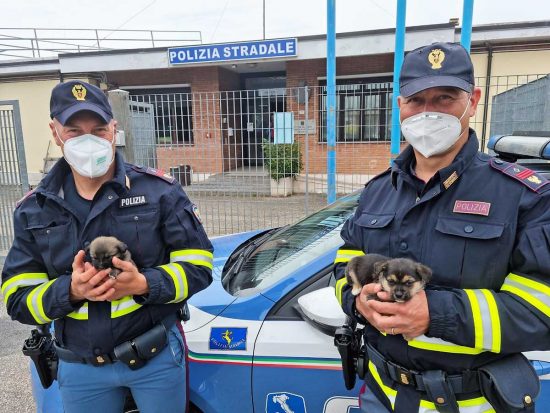 Orvieto - Cuccioli salvati dalla polizia stradale