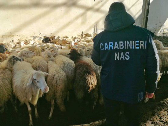 Catania- Carabinieri Nas - Sequestrato allevamento