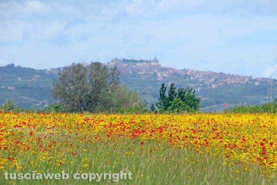 Viterbo - La zona del Poggino
