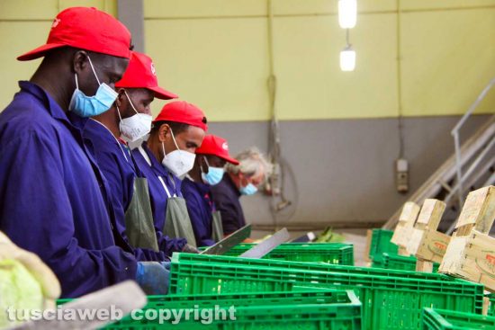 Viterbo - I lavoratori dell'azienda agricola Camilli
