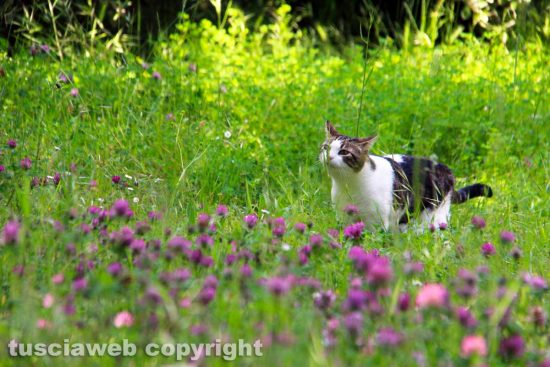 Viterbo - Bagnaia - Il casino di caccia