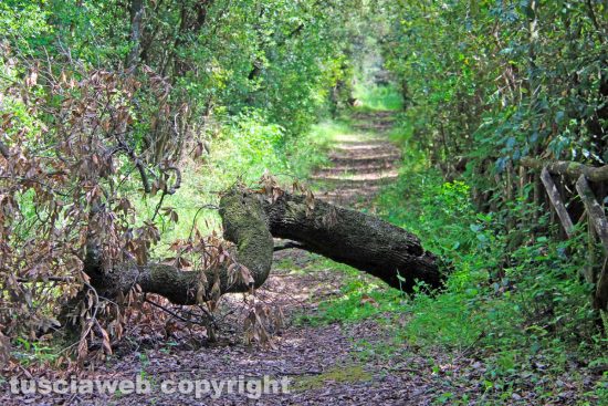 Viterbo - Bagnaia - Incuria e degrado a Villa Lante