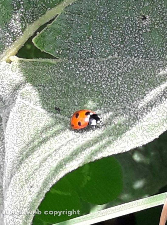 Schermata-2021-05-11-alle-19.36.23