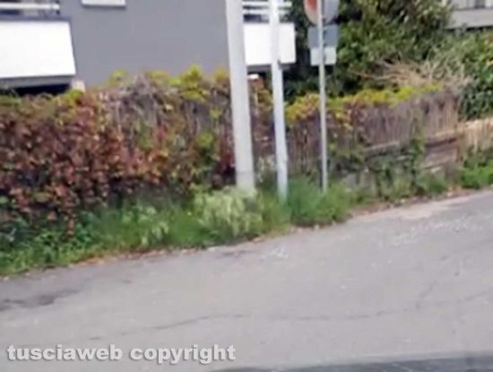 Le erbacce in via del Crocifisso