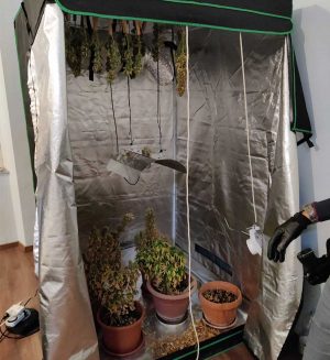 Terni - Polizia - Marijuana coltivata in casa