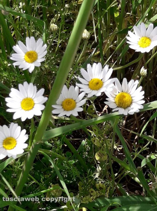 Schermata-2021-05-18-alle-00.29.38