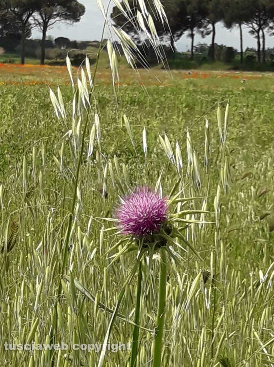 Schermata-2021-05-18-alle-00.29.41