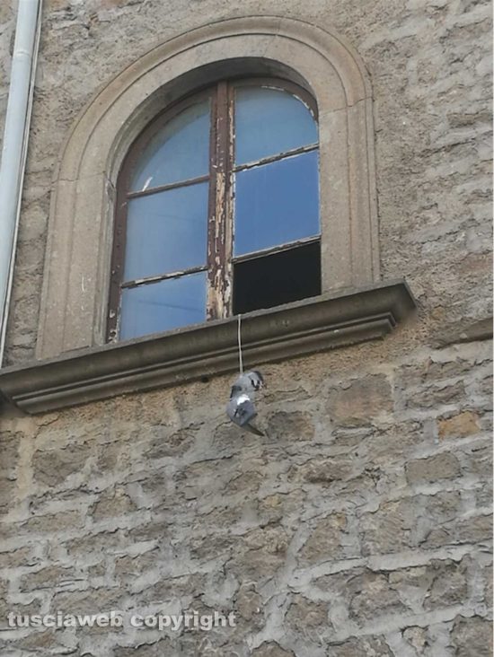 Viterbo - Piccione impiccato in centro