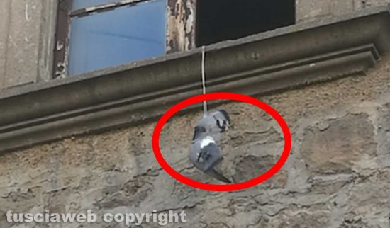 Viterbo - Piccione impiccato in centro