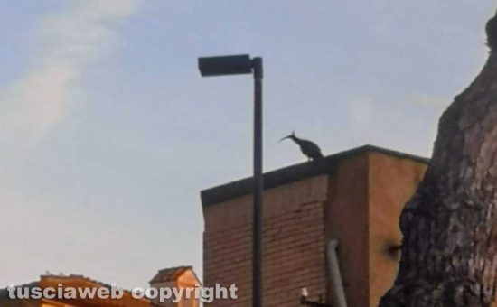 Viterbo - Un Ibis Eremita volteggià sul centro storico