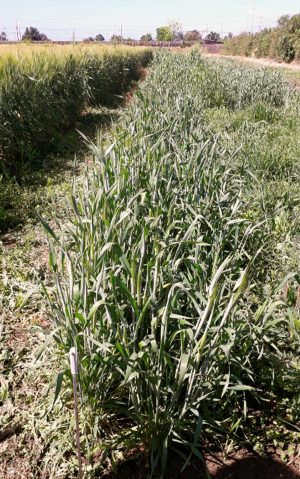 Tarquinia - Il campo sperimentale dell'istituto Cardarelli