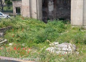 Viterbo - Erba alta allo spazio verde di via delle Fortezze