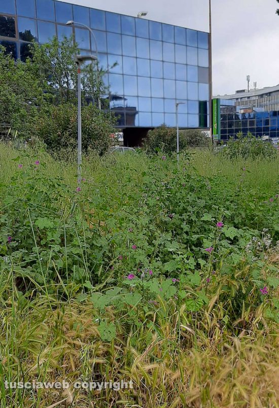 Viterbo - La "foresta" tra Porta Romana e la Cittadella della salute
