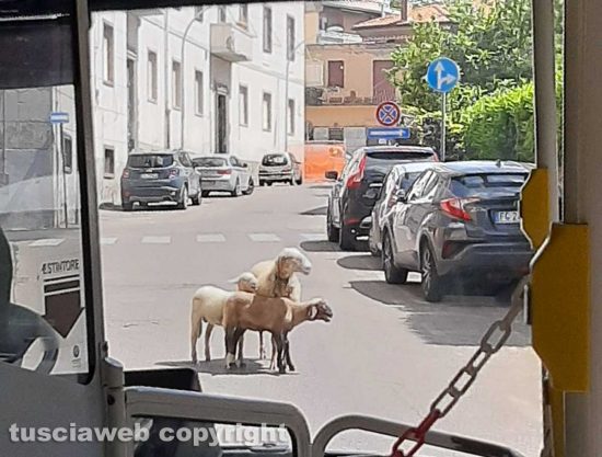 Viterbo - Pecora e agnelli a spasso per la città