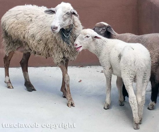 Viterbo - Pecora e agnelli a spasso per la città