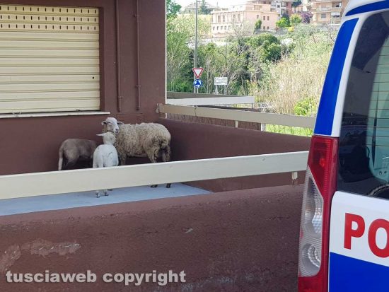 Viterbo - Pecora e agnelli a spasso per la città