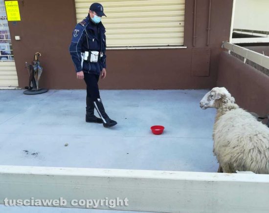 Viterbo - Pecora e agnelli a spasso per la città