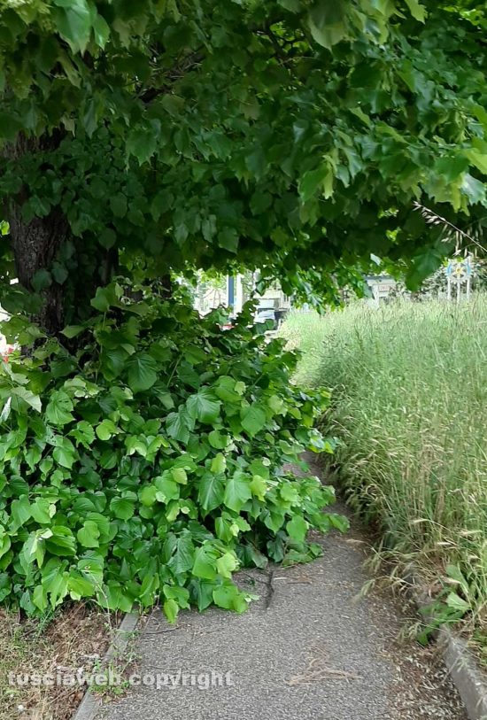 Viterbo - La "foresta" tra Porta Romana e la Cittadella della salute