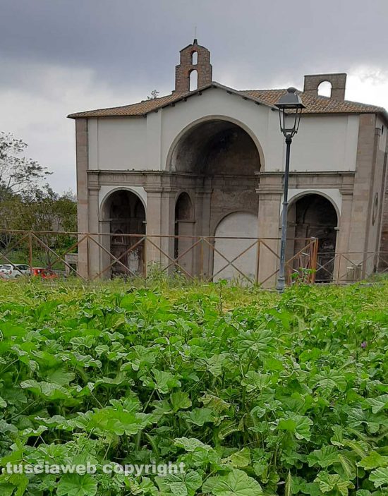 Viterbo - La "foresta" tra Porta Romana e la Cittadella della salute