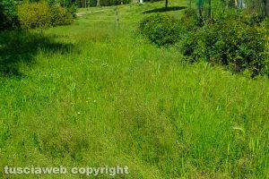 Viterbo - Incuria in via Valle Piatta e via Faul