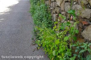 Viterbo - Incuria in via Valle Piatta e via Faul