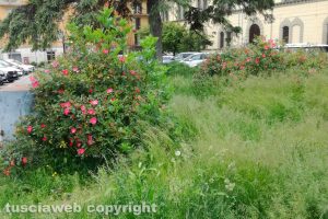 Viterbo - Incuria nelle aiuole di piazza della Rocca